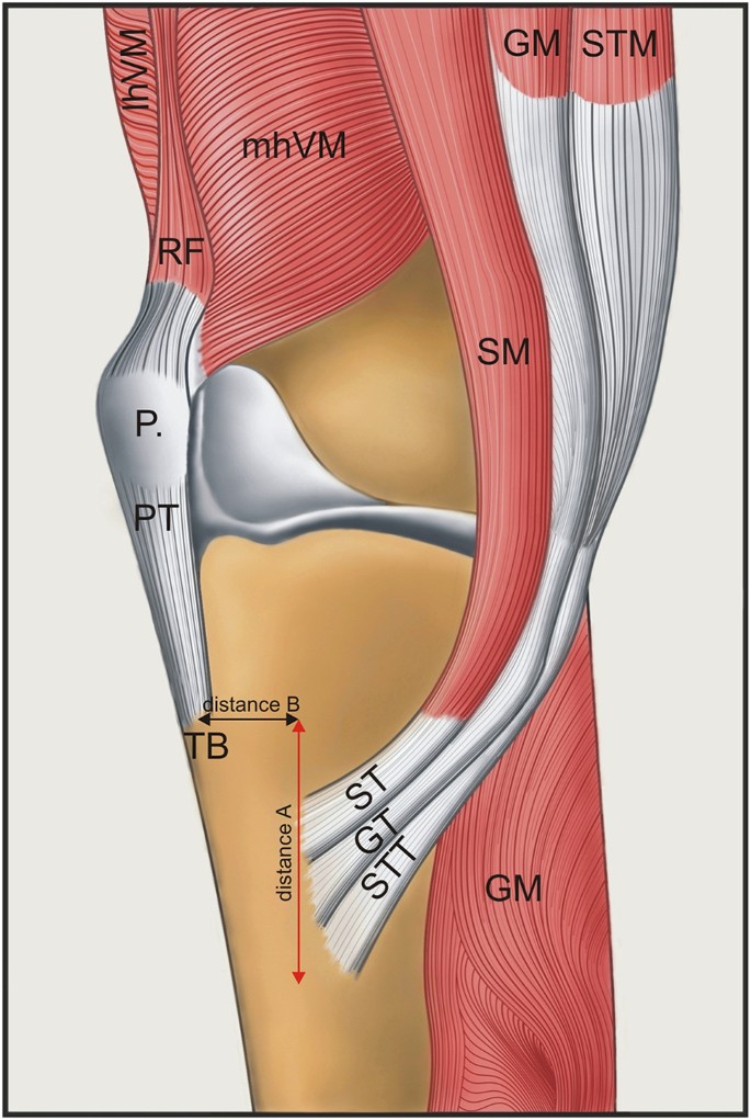 clicuri și dureri în articulațiile genunchiului