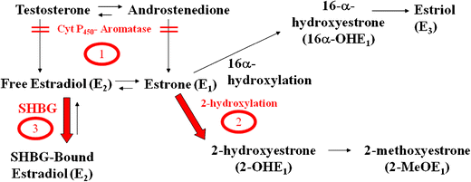 cigarettes metabolism The effects of smoking on bone metabolism | Osteoporosis International
