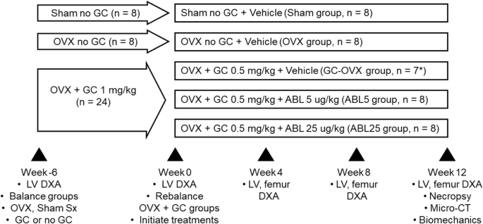 Abaloparatide Increases Bone Mineral Density And Bone Strength In Ovariectomized Rabbits With Glucocorticoid Induced Osteopenia Springerlink