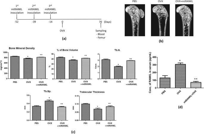 Modification Of The Rankl Rank Binding Site For The Immunotherapeutic Treatment Of Osteoporosis Springerlink Modification Of The Rankl Rank Binding Site For The Immunotherapeutic Treatment Of Osteoporosis Springerlink
