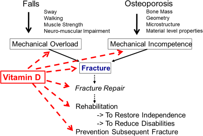 How can the orthopedic surgeon ensure optimal vitamin D status in patients  operated for an osteoporotic fracture? | SpringerLink