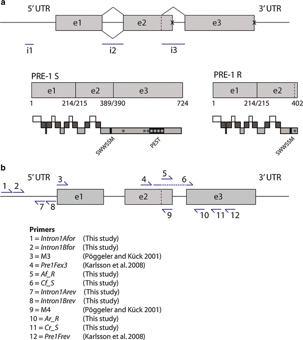 Coexistence and expression profiles of two alternative splice variants of the pheromone receptor gene pre-1 in Neurospora crassa
