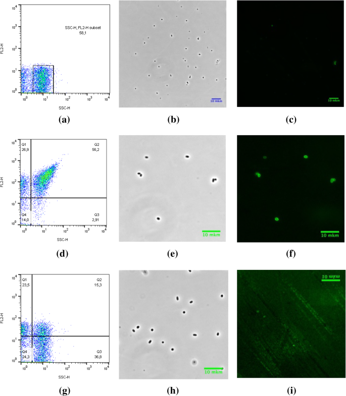 Lectin Based Detection Of Escherichia Coli And Staphylococcus