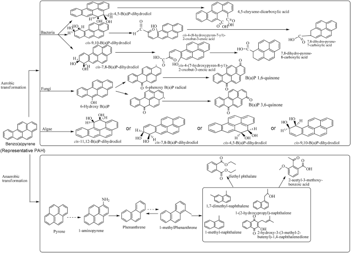 A Comprehensive Review Of Metabolic And Genomic Aspects Of Pah Degradation Springerlink