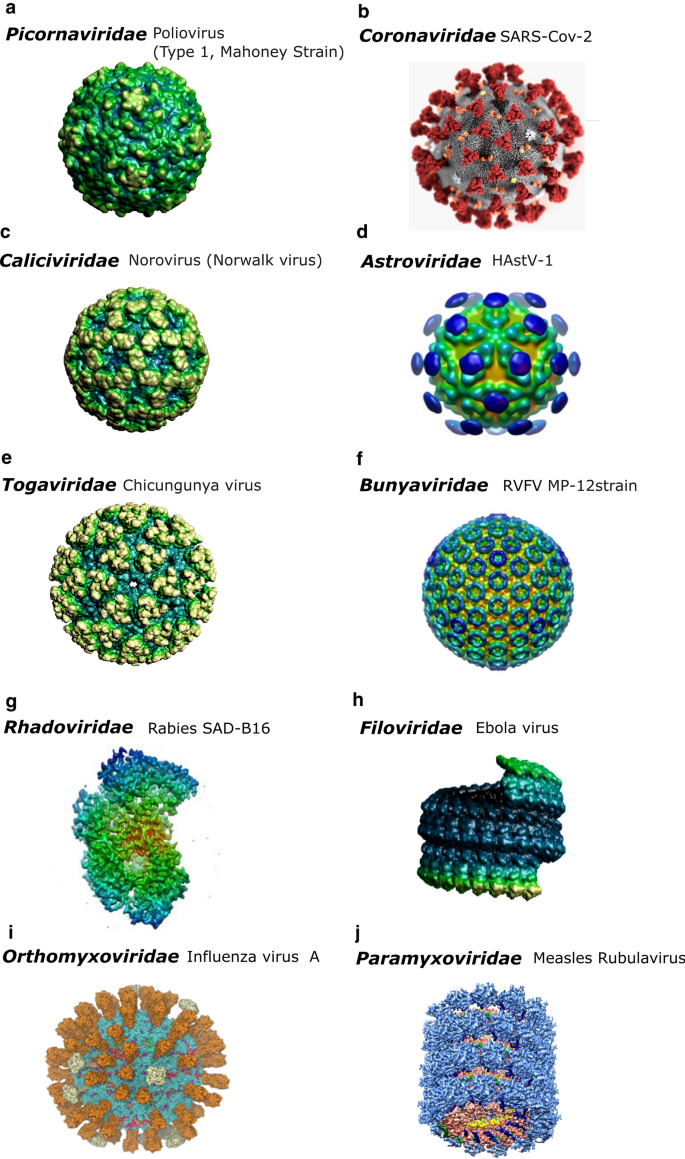 Animal And Human Rna Viruses Genetic Variability And Ability To Overcome Vaccines Springerlink