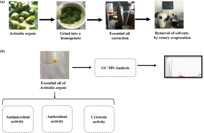 Chemical composition, antimicrobial, and antioxidant cytotoxic activities  of essential oil from Actinidia arguta | SpringerLink