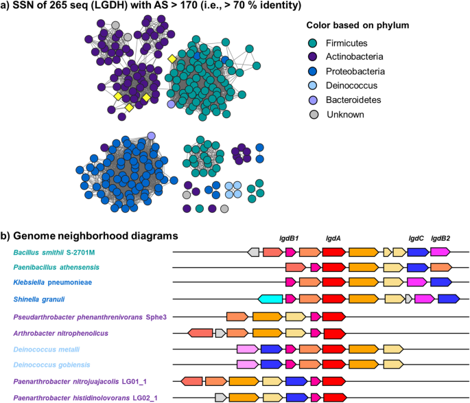 Identification of levoglucosan degradation pathways in bacteria and  sequence similarity network analysis