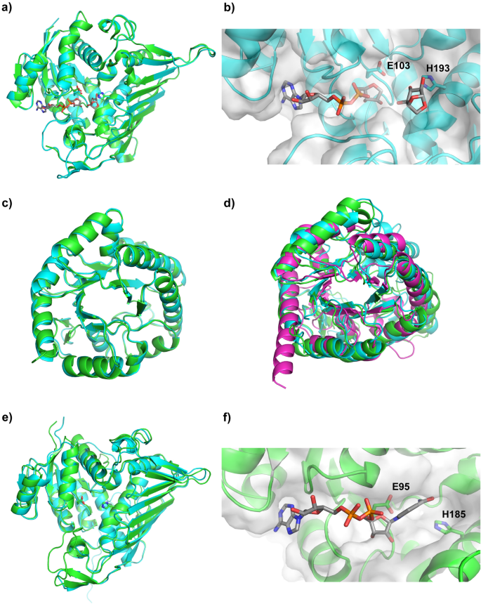 Identification of levoglucosan degradation pathways in bacteria and  sequence similarity network analysis