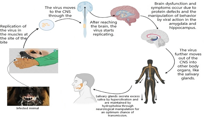 Manipulative neuroparasites: uncovering the intricacies of 