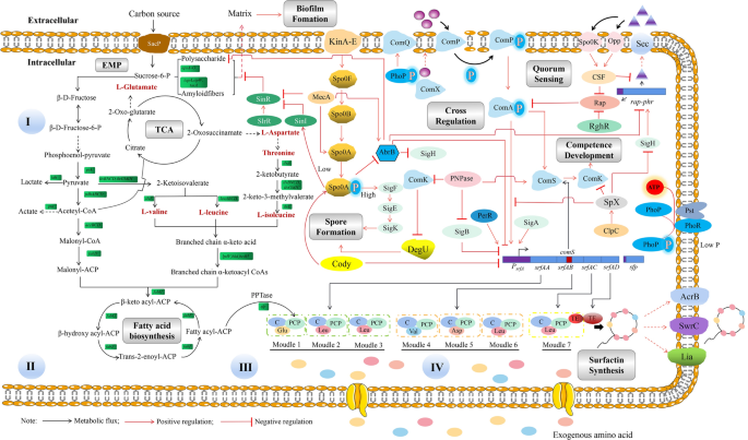A review on surfactin: molecular regulation of biosynthesis  