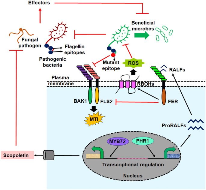 Plant pathogen evades immune system by targeting the microbiome