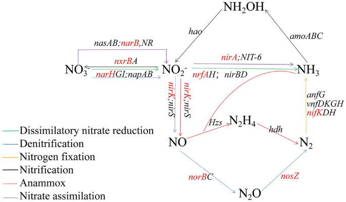 Nitrogen cycle fluxes (g N mm2 yr-') from wetlands classified according