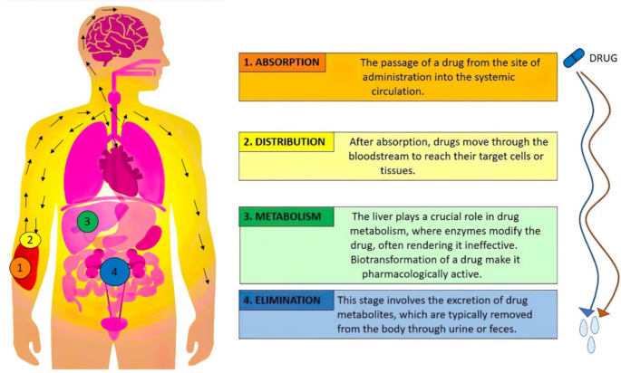 lipo b-c pills yellow urine Advancements in wound healing: integrating biomolecules, drug delivery  carriers, and targeted therapeutics for enhanced tissue repair | Archives  of Microbiology