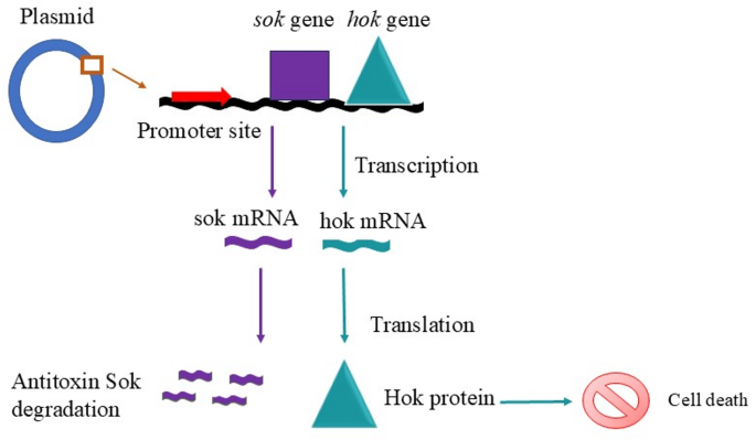 How Do Toxin Antitoxin Systems Contribute to Plasmid Maintenance: Key Insights