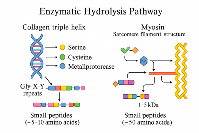 can semaglutide cause muscle loss Does Ozempic Cause Muscle Loss?