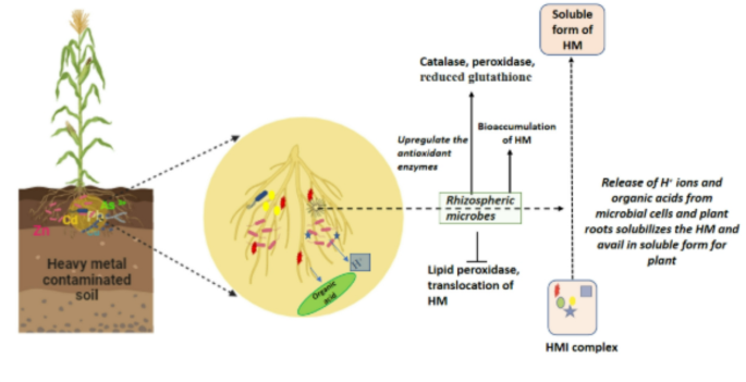 Sustainable stress management in crops: unlocking the potential of  rhizospheric microbes | Archives of Microbiology | Springer Nature Link