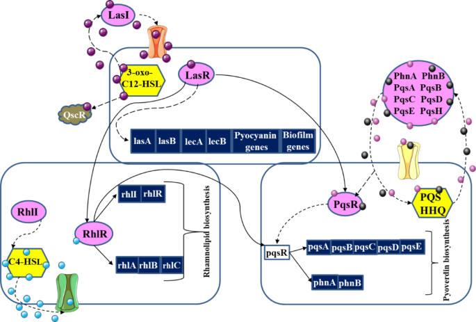 Comparative analysis of quorum sensing mechanisms in Pseudomonas ...