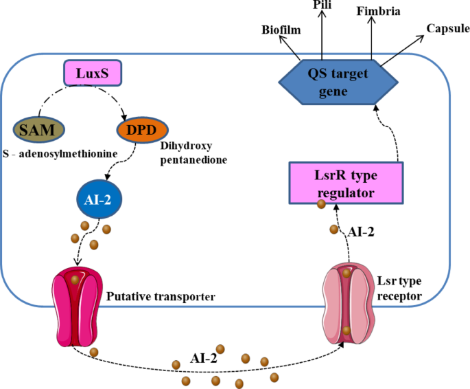 Comparative analysis of quorum sensing mechanisms in Pseudomonas ...
