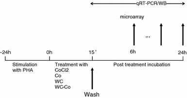 Hard Metal Wc Co Particles Trigger A Signaling Cascade Involving P38 Mapk Hif 1a Hmox1 And P53 Activation In Human Pbmc Springerlink Hard Metal Wc Co Particles Trigger A Signaling Cascade Involving P38 Mapk Hif 1a Hmox1 And P53 Activation In Human Pbmc Springerlink