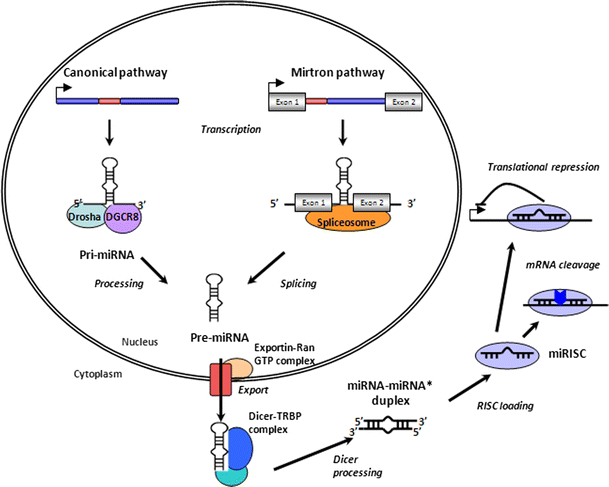 figure 30