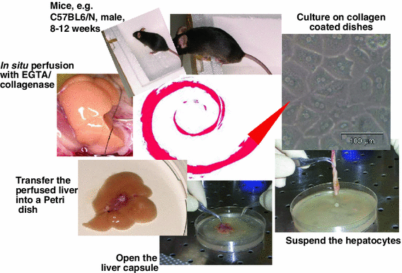 figure 51