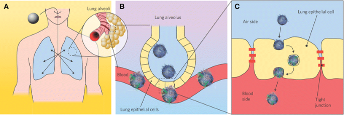 Towards understanding of nanoparticle–protein corona ...