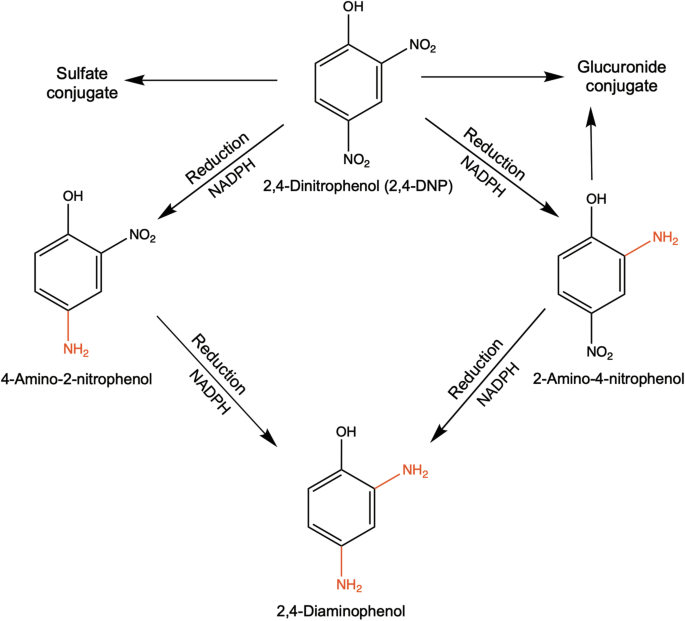 Diet Aid Or Aid To Die An Update On 2 4 Dinitrophenol 2 4 Dnp Use As A Weight Loss Product Springerlink