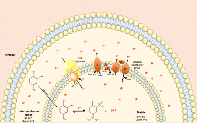 Diet Aid Or Aid To Die An Update On 2 4 Dinitrophenol 2 4 Dnp Use As A Weight Loss Product Springerlink
