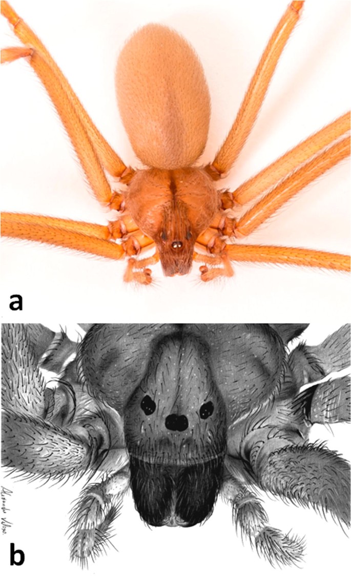 Weird Delay in Pain from Brown Recluse Spider Bite Explained