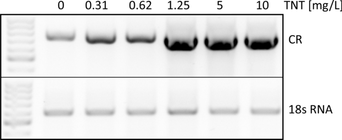 The Explosive Trinitrotoluene Tnt Induces Gene Expression Of Carbonyl Reductase In The Blue Mussel Mytilus Spp A New Promising Biomarker For Sea Dumped War Relicts Springerlink