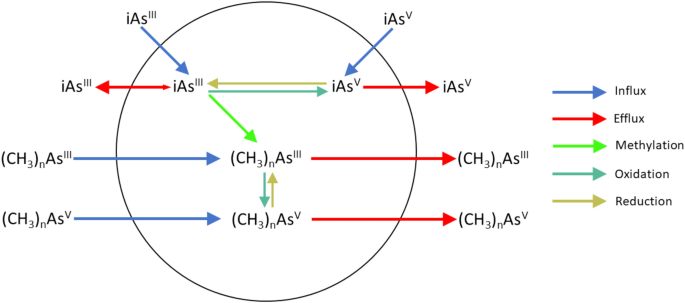 Origins Fate And Actions Of Methylated Trivalent Metabolites Of Inorganic Arsenic Progress And Prospects Springerlink
