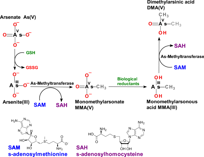 can glutathione iv damage the liver  Is Glutathione Good for Liver Health? Exploring Its Benefits, Uses, and  Side Effects