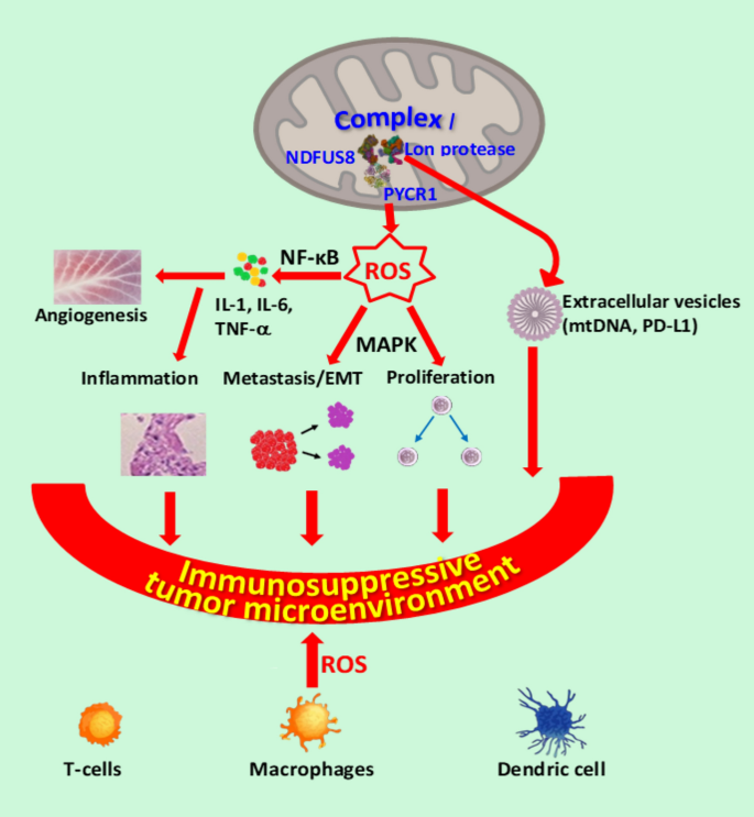 glutathione levels and n-acetyl l-cysteine nac integrative Amazon.com: NAC Supplement (N-Acetyl Cysteine) - 99%+ Purity Tested