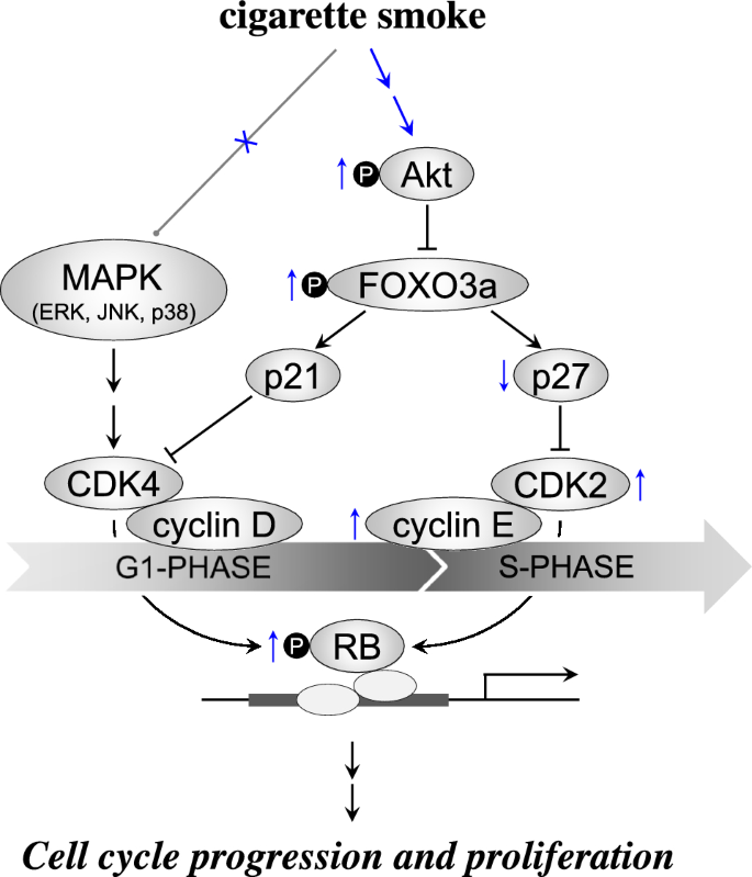 Inhalation exposure to cigarette smoke promotes neointimal formation in  mouse model of arterial injury | Archives of Toxicology