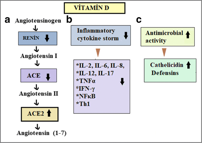 Vitamin D can prevent COVID-19 infection-induced multiple organ damage |  SpringerLink