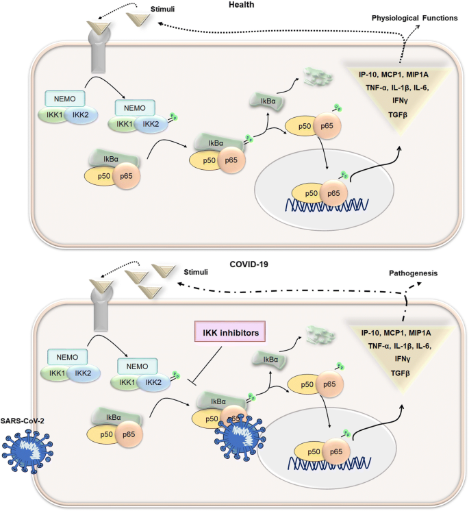 signalling as pharmacological target COVID-19: potential roles for IKKβ inhibitors | SpringerLink