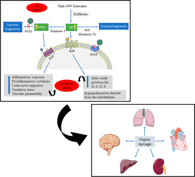 The bradykinin hypothesis also accounts for Covid-19's