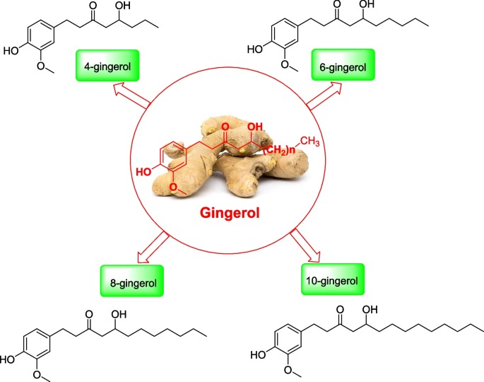 Revisiting the therapeutic potential of gingerols against different  pharmacological activities | Naunyn-Schmiedeberg's Archives of Pharmacology