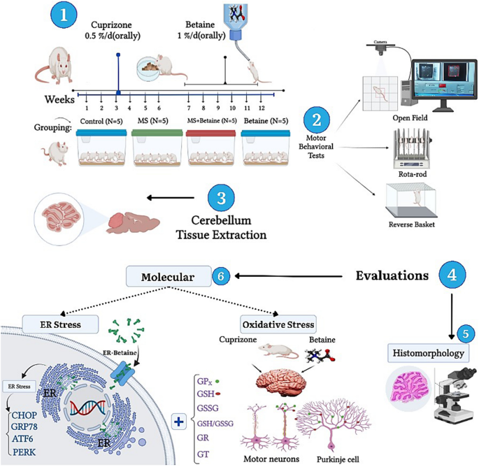 Betaine alleviates cerebellar endoplasmic reticulum stress and