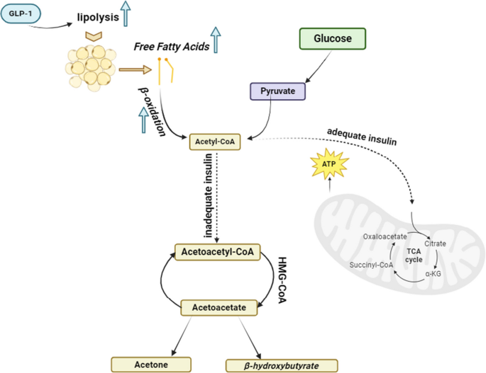 dormorna glp 1 Current Insights, Advantages and Challenges of Small Molecule Glucagon-like  Peptide 1 Receptor Agonists: A Scoping Review