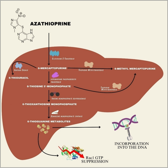 Contemporary and prospective use of azathioprine (AZA) in viral, rheumatic,  and dermatological disorders: a review of pharmacogenomic and  nanotechnology applications | Naunyn-Schmiedeberg's Archives of  Pharmacology