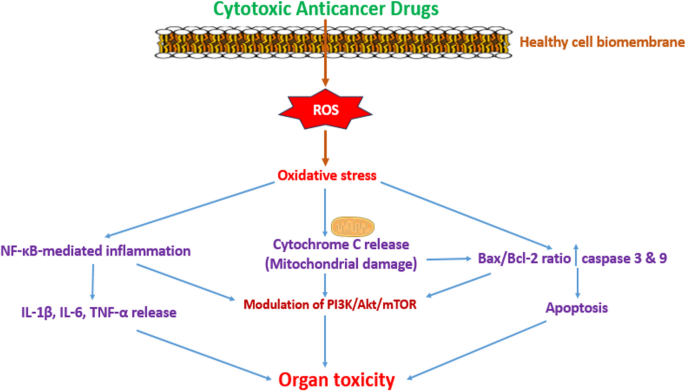 how much is kb glutathione in mercury drugstore Mechanisms of ferroptotic and non-ferroptotic organ toxicity of chemotherapy: protective and therapeutic effects of ginger, 6-gingerol and zingerone preclinical studies | Naunyn-Schmiedeberg's Archives of Pharmacology Single or Bundle:Twins X 2 (Total 60 sachets) The Derma Co. Kojic seniors-health
