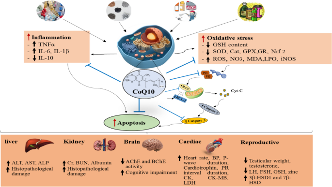 Ameliorative and protective effects of coenzyme Q10 against natural and  chemical toxicity: a narrative review | Naunyn-Schmiedeberg's Archives of  Pharmacology | Springer Nature Link
