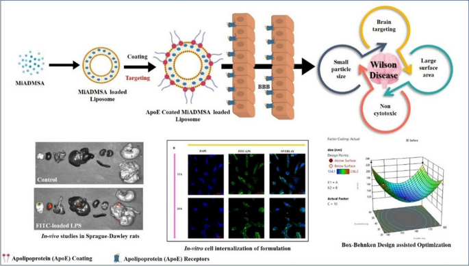 oral glutathione bioavailability liposomal evidence randomized trial Apolipoprotein-decorated drug loaded liposomes mitigating copper  intoxication: an in vitro and in vivo evidence-based study intervening  Wilson disease | Naunyn-Schmiedeberg's Archives of Pharmacology
