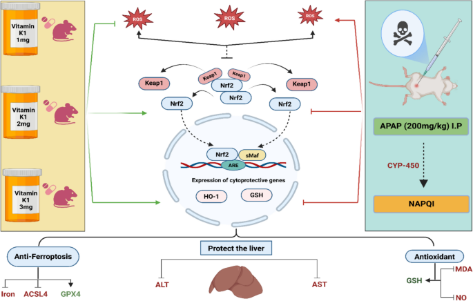 Vitamin K1 attenuates acetaminophen-induced ferroptotic hepatic damage in  mice via targeting keap1/Nrf2/HO-1 pathway | Naunyn-Schmiedeberg's Archives  of Pharmacology