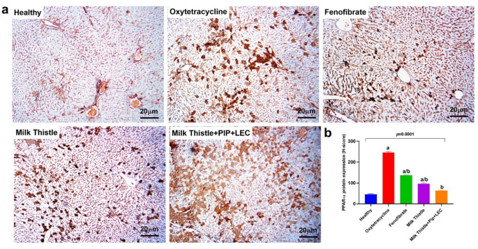 cjc-1295 ipamorelin dosage protocol for muscle growth fat loss CJC-1295/Ipamorelin Dosage: Dosing & Cycle Guide