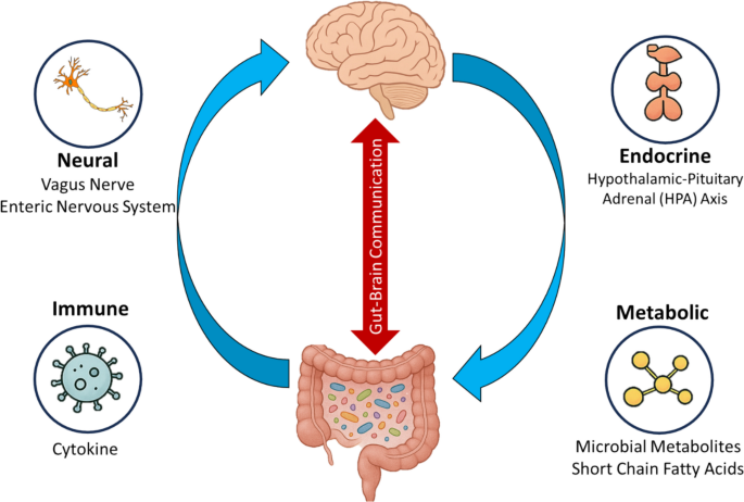 The gut–brain axis: role of gut microbiota in neurological disease ...