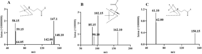 should i take l-carnitine When to Take L-Carnitine for Weight Loss & Maximize Results