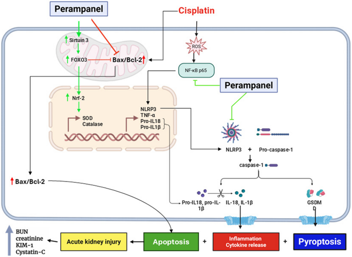 Renoprotective effects of perampanel against cisplatin-induced acute kidney  injury: managing NLRP3-pyroptosis and enhancement of antioxidant defense |  Naunyn-Schmiedeberg's Archives of Pharmacology
