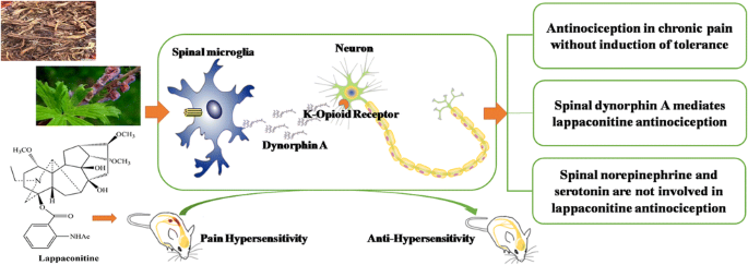 Lappaconitine Hydrobromide Work In Pain Management Lappaconitine Hydrobromide Work In Pain Management